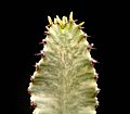 Euphorbia ammak variegata ies