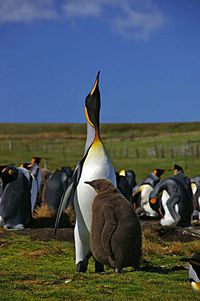 Archivo:Falkland Islands Penguins 48