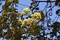 Flores de Chillca (Baccharis latifolia) en la Cordillera Blanca