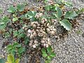 Glehnia littoralis 4