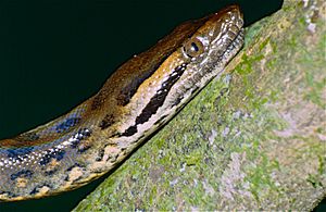 Archivo:Green Anaconda (Eunectes murinus) juvenile close-up (10643922516)