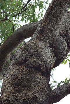 Archivo:GreenmountHillNP corymbia calophylla trunk