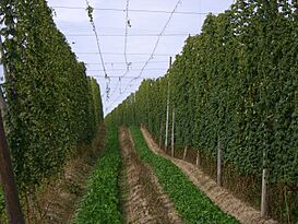 Hallertau hopfenernte.JPG