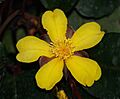 Hibbertia.dentata.flower