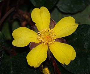 Archivo:Hibbertia.dentata.flower