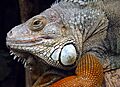 Iguana Iguana