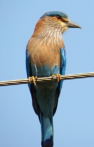 Archivo:Indian Roller, Attappadi, Palakkad District, Kerala