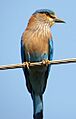 Indian Roller, Attappadi, Palakkad District, Kerala