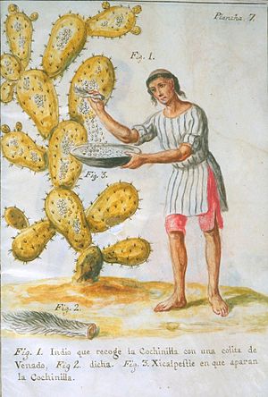 Archivo:Indian collecting cochineal