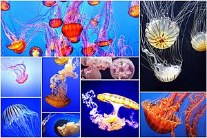 Jellyfish collage.jpg