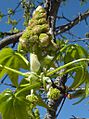 L.styrax-flor-1