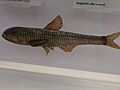 Lampanyctus crocodilus.001 - Natural History Museum of London