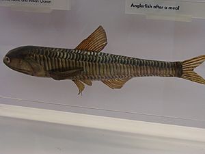 Archivo:Lampanyctus crocodilus.001 - Natural History Museum of London