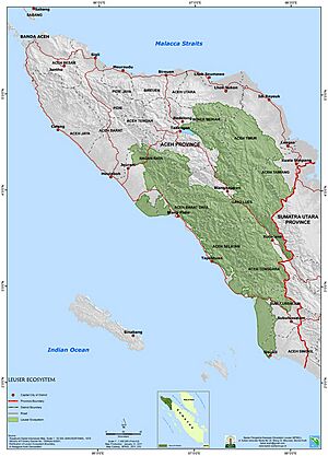 Archivo:Leuser