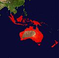 Little Pied Coromant Range