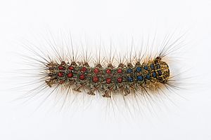 Archivo:Lymantria dispar MHNT Chenille