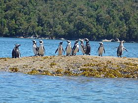 Magellanic Penguins at Tictoc Bay 2009-01-08.jpg