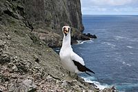 Archivo:Malpelo nazca booby NOAA