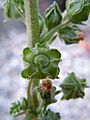 Malva neglecta (5192765252)