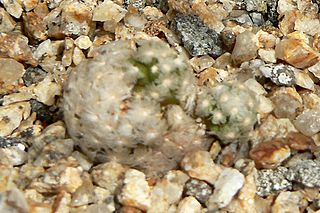 Mammillaria theresae 1.jpg