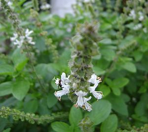 Archivo:Manjericao Ocimum gratissimum