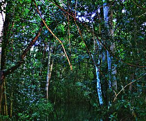 Archivo:Marais de Zapata