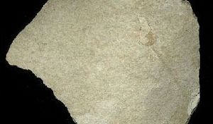 Archivo:Mineraly.sk - diatomit