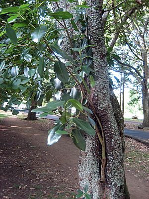 Archivo:MoretonBayNaturalisedNZ