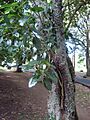 MoretonBayNaturalisedNZ
