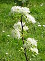Neviusia alabamensis2