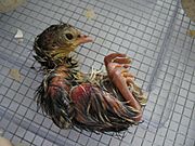 Archivo:Newly hatched turkey chick