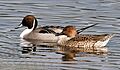 Northern Pintails (Male & Female) I IMG 0911