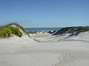 Archivo:Padre Island National Seashore - sand dunes3