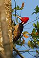 Pale-billed woodpecker001