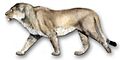 PantheraLeoAtrox1