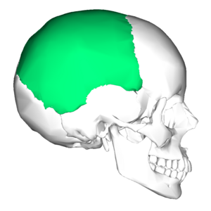 Archivo:Parietal bone lateral