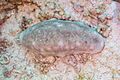 Pepino de mar (Holothuria fuscogilva), parque nacional Ras Muhammad, Egipto, 2022-03-28, DD 118