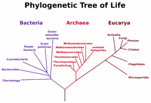 Archivo:PhylogeneticTree, Woese 1990