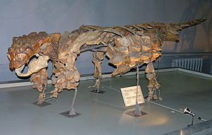 Archivo:Pinacosaurus skeleton