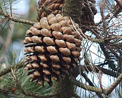 Archivo:Pinus radiata cone