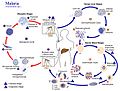 Plasmodium lifecycle PHIL 3405 lores