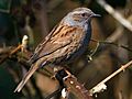 Prunella modularis-crop