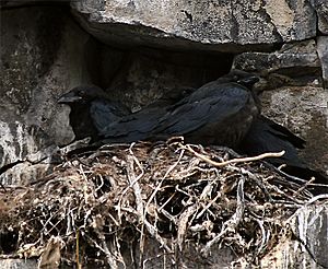 Archivo:Ravens nest Lastef