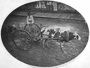 Archivo:Red river ox cart and driver in St. Paul
