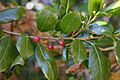 Rhamnus prinoides00