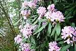 Archivo:Rhododendron pontica-1
