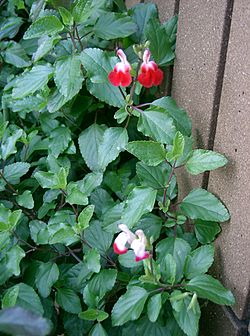 Salvia microphylla Hot Lips1.jpg