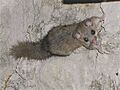 Siebenschlaefer glis glis