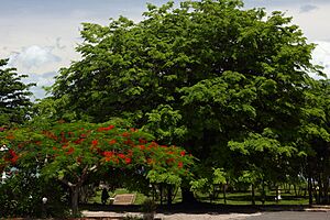 Archivo:Sihanoukville nature