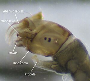 Archivo:Simuliidae cabeza
